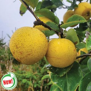 Shinseiki Asian Pear Thumbnail